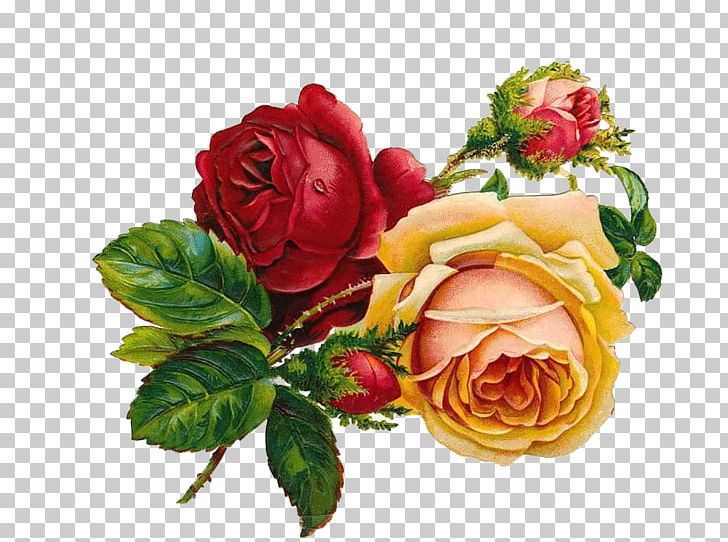 Vintage Roses: Beautiful Varieties For Home And Garden Flower PNG, Clipart, Color, Cut Flowers, Floral Design, Floribunda, Floristry Free PNG Download