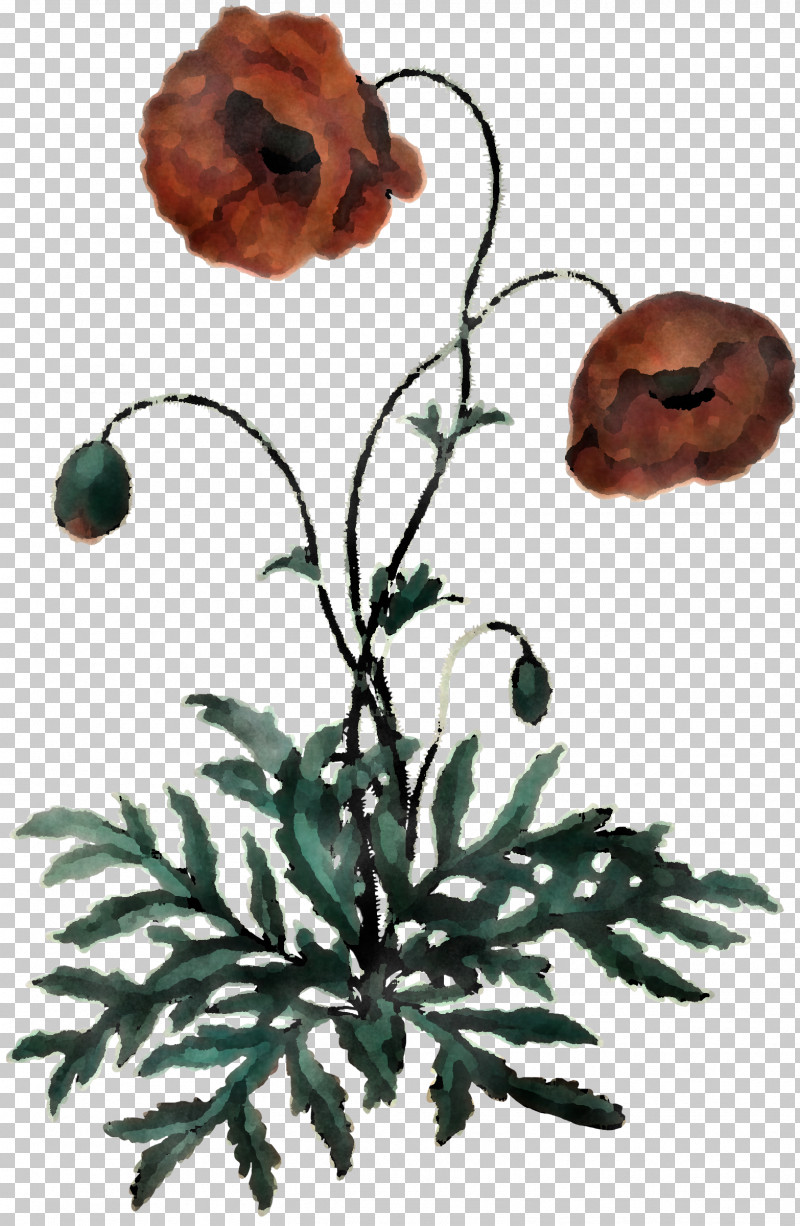 Flower Oriental Poppy Plant Anemone Poppy Family PNG, Clipart, Anemone, Flower, Oriental Poppy, Petal, Plant Free PNG Download