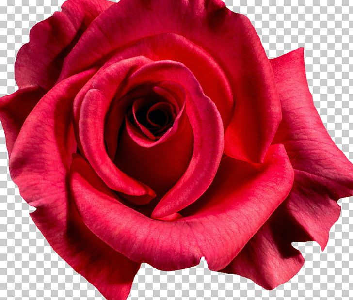 Damask Rose Photography Flower PNG, Clipart, China Rose, Closeup, Cut Flowers, Damask Rose, Download Free PNG Download