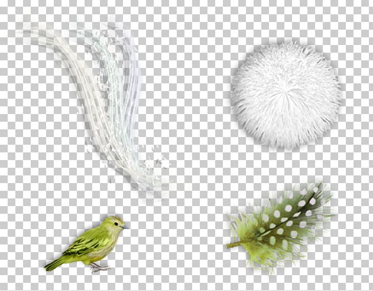 Feather Beak PNG, Clipart, Animals, Beak, Bird, Feather, Grass Free PNG Download