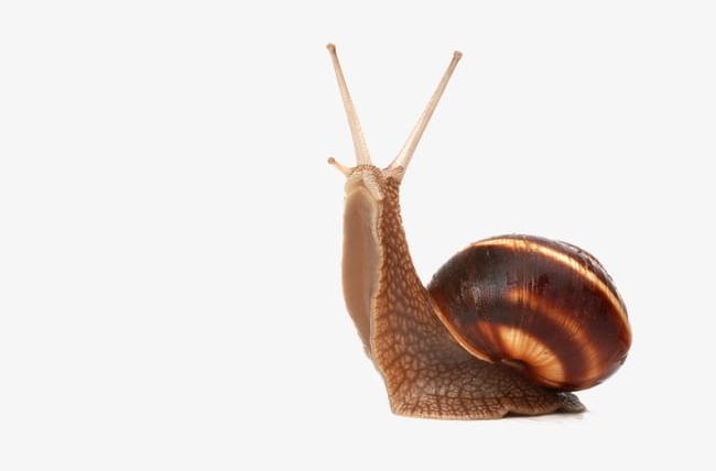 Snails PNG, Clipart, Animal, Animal Antenna, Animals, Brown, Cartoon Free PNG Download