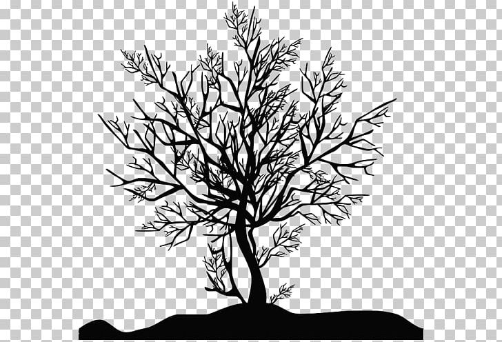 Tree Photography Silhouette PNG, Clipart, Artwork, Black And White, Branch, Deciduous, Flora Free PNG Download