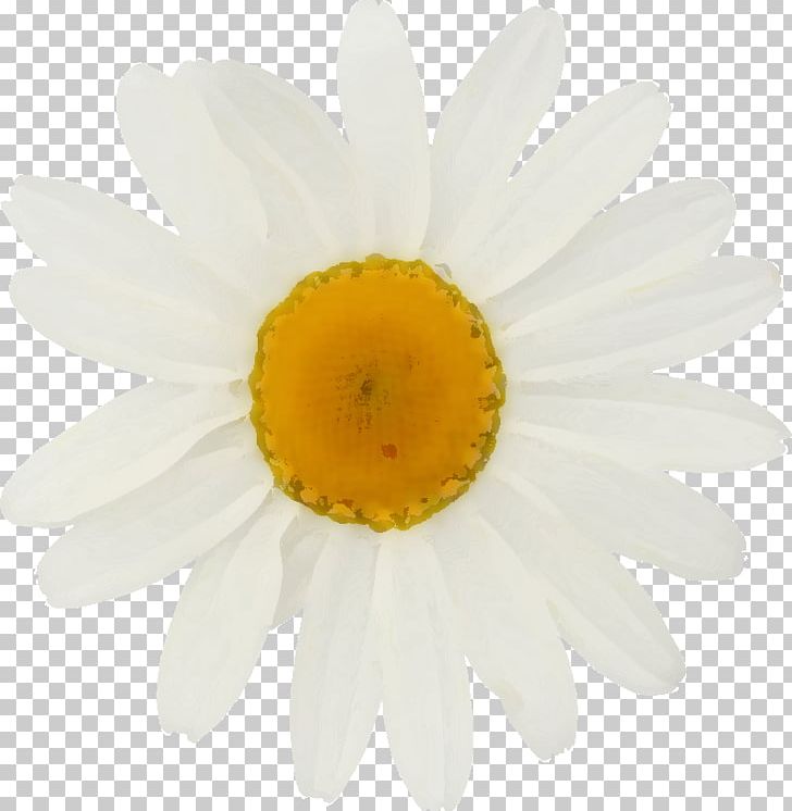 Common Daisy Stock Photography Oxeye Daisy Depositphotos PNG, Clipart, Chamomile, Chrysanthemum, Chrysanths, Closeup, Common Daisy Free PNG Download