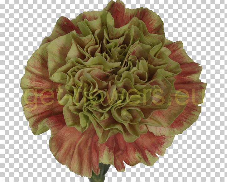 Cut Flowers Flower Bouquet Petal Peony PNG, Clipart, Cut Flowers, Flower, Flower Bouquet, Peony, Petal Free PNG Download