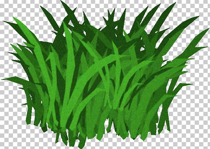 Fucus Serratus Seaweed Kelp PNG, Clipart, Algae, Aquarium Decor, Aquatic Plants, Clip Art, Commodity Free PNG Download