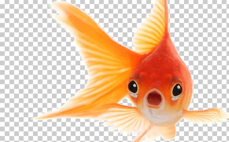 Goldfish Portable Network Graphics PNG, Clipart, Animals, Aquarium, Background, Bony Fish, Desktop Wallpaper Free PNG Download