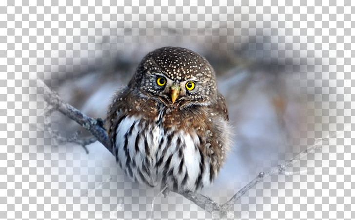 Spot-bellied Eagle-owl Bird Desktop Lynx PNG, Clipart, 1080p, Animal, Animals, Baykus, Beak Free PNG Download