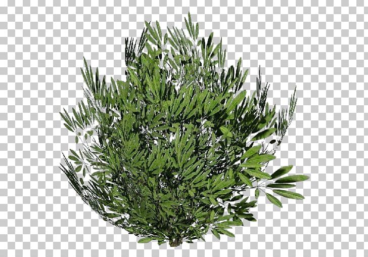 Tree Plant Common Ivy Oleander Shrub PNG, Clipart, Coast Redwood, Common Ivy, Dwg, Evergreen, Giant Sequoia Free PNG Download