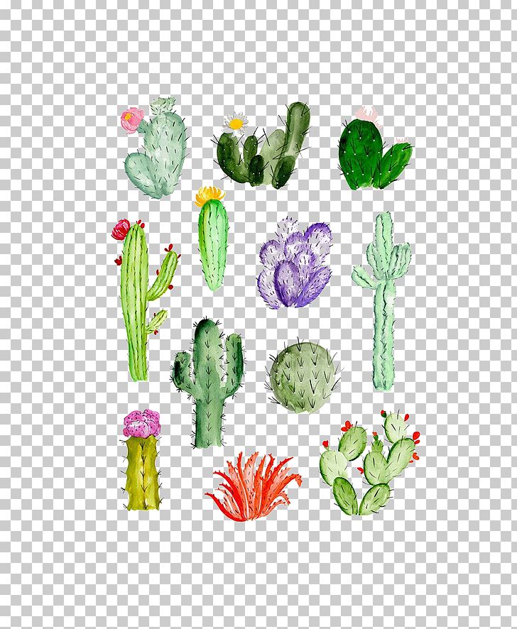 Cactaceae Drawing Watercolor Painting Succulent Plant PNG, Clipart, Cactus, Cactus Cartoon, Cactus Flower, Cactus Vector, Cactus Watercolor Free PNG Download