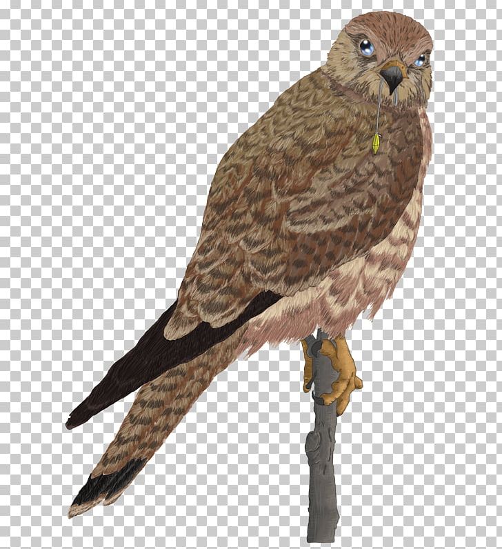 Guild Wars 2 Drawing Falcon Hawk Art PNG, Clipart, Animals, Art, Beak, Bird, Bird Of Prey Free PNG Download