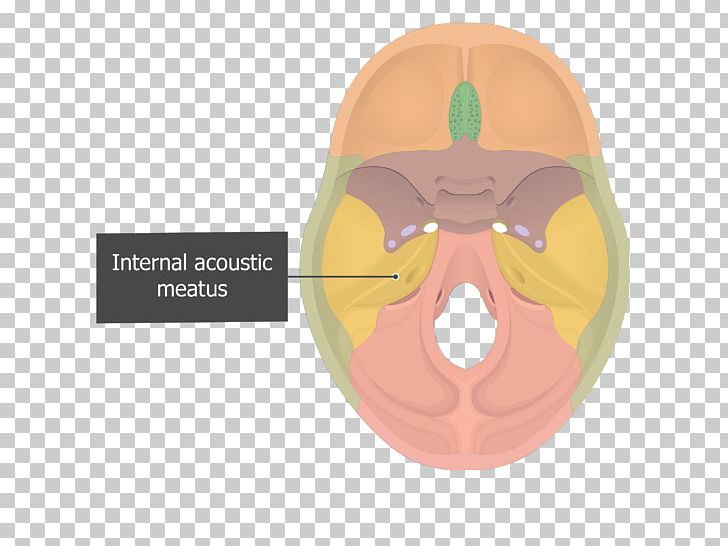 internal auditory meatus