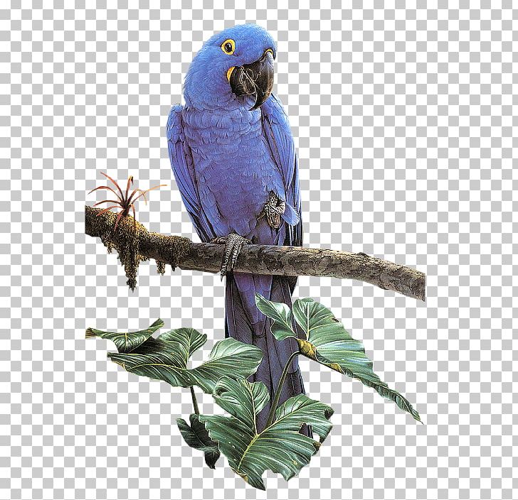 Parrot Bird PNG, Clipart, Animal, Animals, Beak, Bir, Branch Free PNG Download