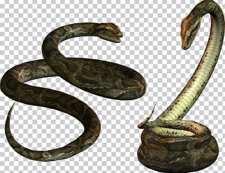 Snake Reptile PNG, Clipart, Animals, Black Rat Snake, Boa Constrictor, Boas, Cobra Free PNG Download