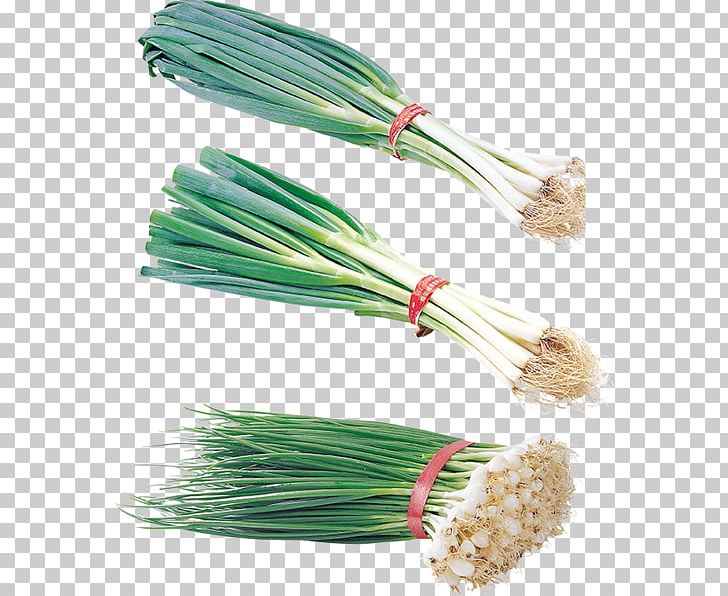 Allium Fistulosum Onion Garlic PNG, Clipart, Allium Fistulosum, Garlic, Ingredient, Megabyte, Onion Free PNG Download
