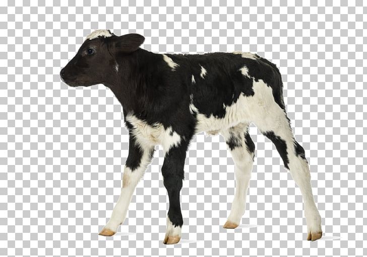 Cow-calf Operation Belgian Blue Hereford Cattle Stock Photography PNG, Clipart, Animals, Belgian Blue, Bull, Calf, Cattle Free PNG Download
