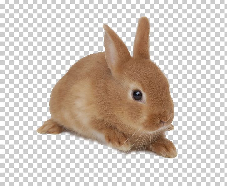 Domestic Rabbit Netherland Dwarf Rabbit Rex Rabbit Holland Lop Jersey Wooly PNG, Clipart, Animal, Animals, Baby Shop, Blanc De Hotot, British Rabbit Council Free PNG Download