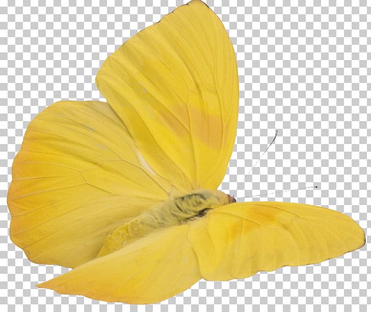 Butterfly Yellow PNG, Clipart, Arthropod, Butterflies And Moths, Butterfly, Clip Art, Color Free PNG Download