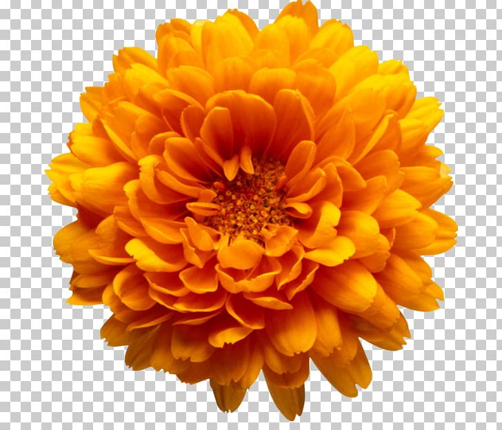 Flower Bouquet Chrysanthemum Artificial Flower PNG, Clipart, Annual Plant, Artificial Flower, Calendula, Chrysanthemum, Chrysanths Free PNG Download