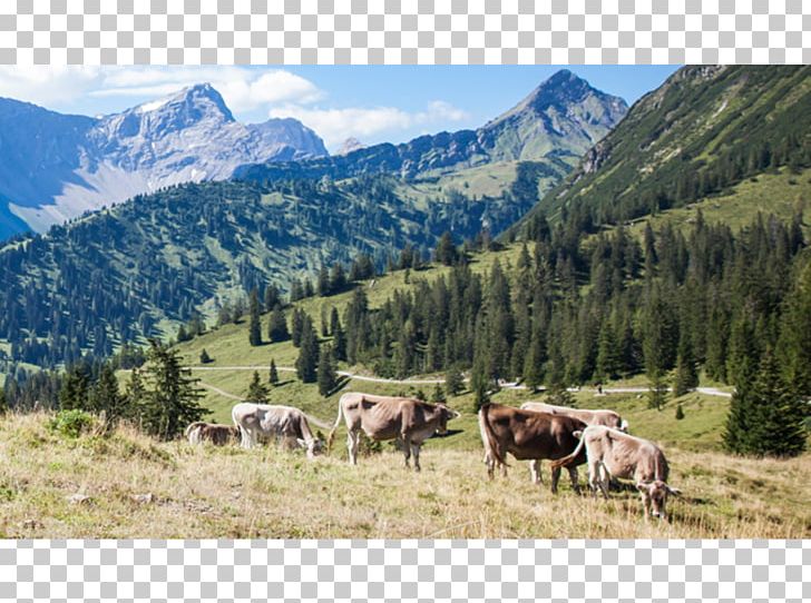 Alps Cattle Nature Reserve Mount Scenery National Park PNG, Clipart, Cattle, Cattle Like Mammal, Grassland, Grazing, Herd Free PNG Download