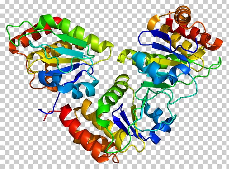 DUSP5 Gene Protein Phosphatase Dual-specificity Phosphatase PNG, Clipart, Area, Art, Body Jewelry, Chromosome, Dualspecificity Phosphatase Free PNG Download