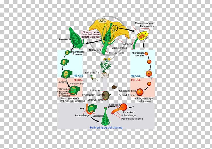 Flowering Plant Biological Life Cycle Diagram Gametophyte PNG, Clipart, Alternation Of Generations, Area, Biological Life Cycle, Brand, Common Free PNG Download