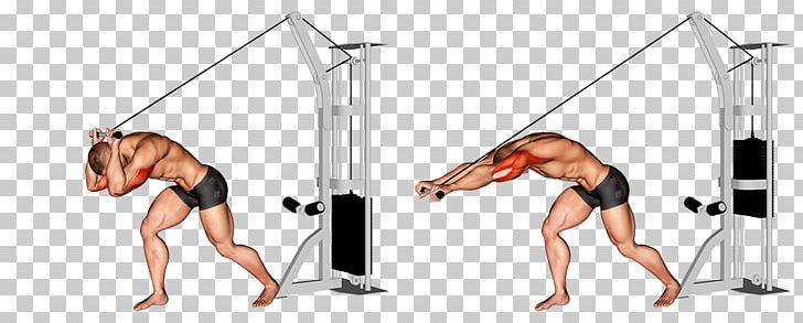 Physical Fitness Lying Triceps Extensions Triceps Brachii Muscle Pulley Exercise PNG, Clipart, Abdomen, Angle, Arm, Back, Balance Free PNG Download