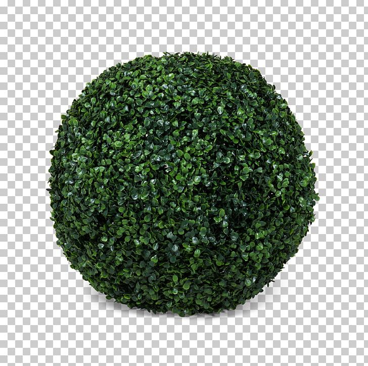 Tree Green Shrub PNG, Clipart, Grass, Green, Nature, Plant, Shrub Free PNG Download
