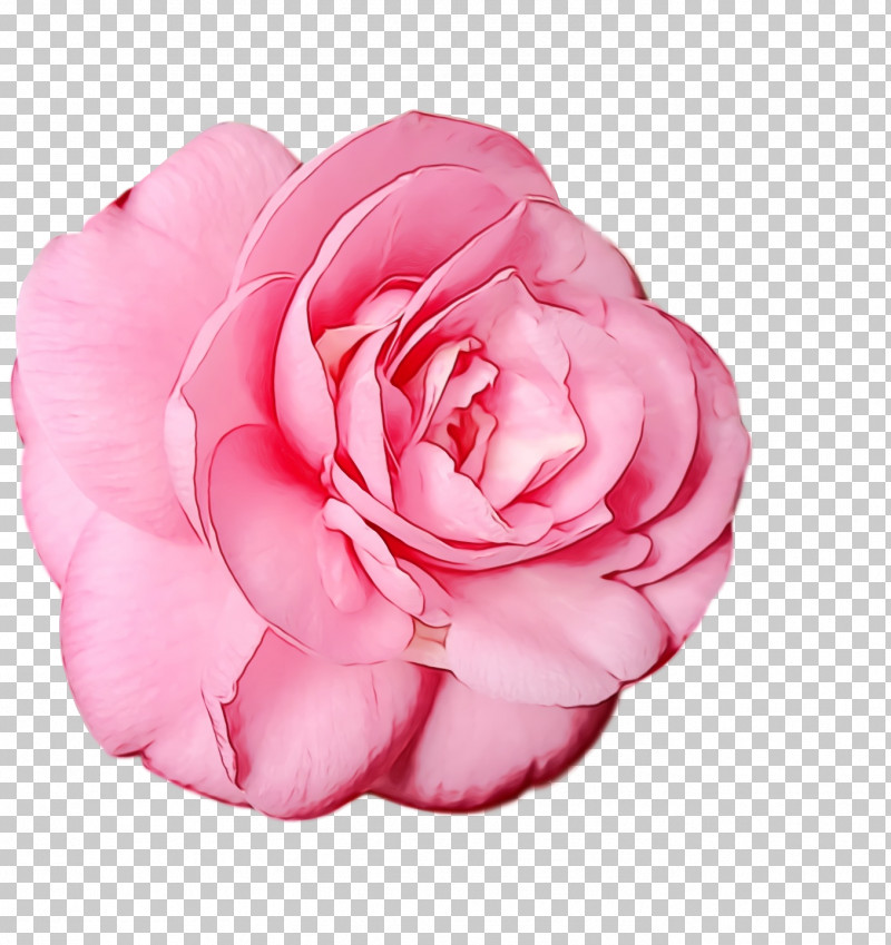 Garden Roses PNG, Clipart, Cabbage Rose, Camellia, Childrens Film, Cut Flowers, Family Free PNG Download