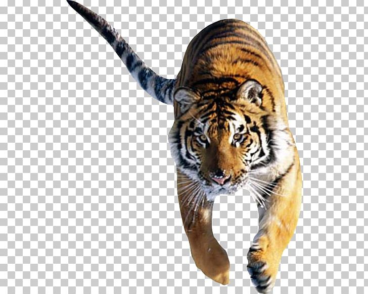 Cat Siberian Tiger Bengal Tiger Desktop White Tiger PNG, Clipart, 1080p, Animal, Bengal Tiger, Big Cat, Big Cats Free PNG Download