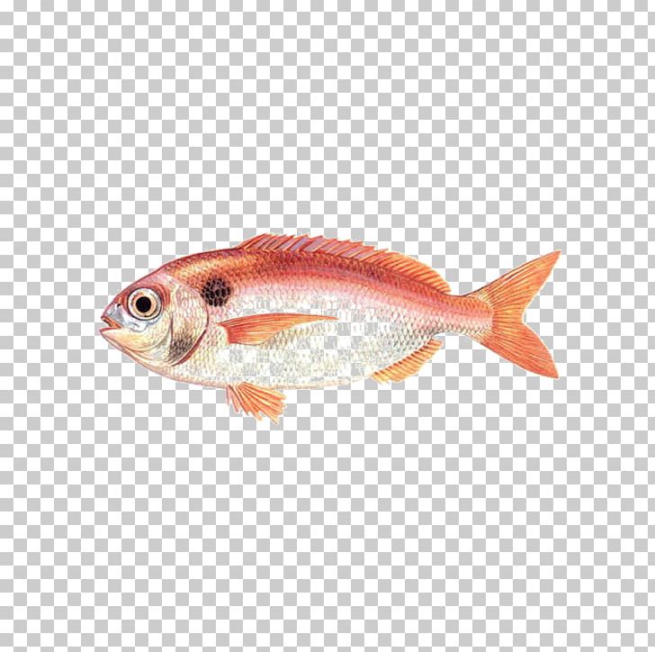 Northern Red Snapper Red Seabream Demersal Fish PNG, Clipart, Animals, Animal Source Foods, Blackspot Seabream, Bony Fish, Bottom Feeder Free PNG Download