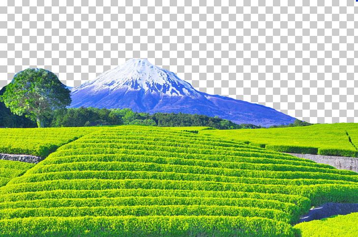 Mount Fuji Chada Photography Fukei PNG, Clipart, Agriculture, Big Tree, Computer Wallpaper, Crop, Farm Free PNG Download