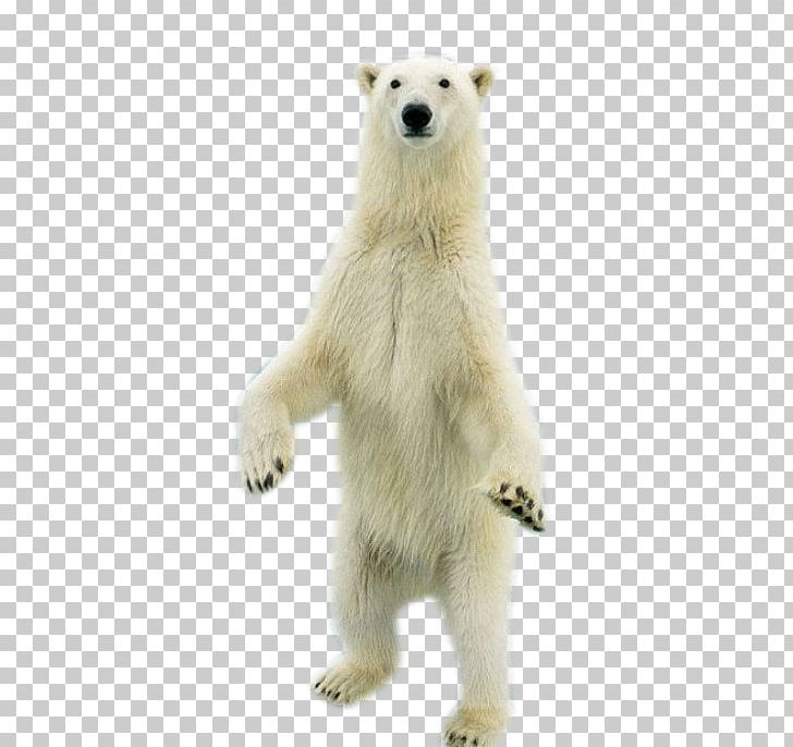Polar Bear PNG, Clipart, Adobe Illustrator, Animal, Animals, Bear, Bears Free PNG Download