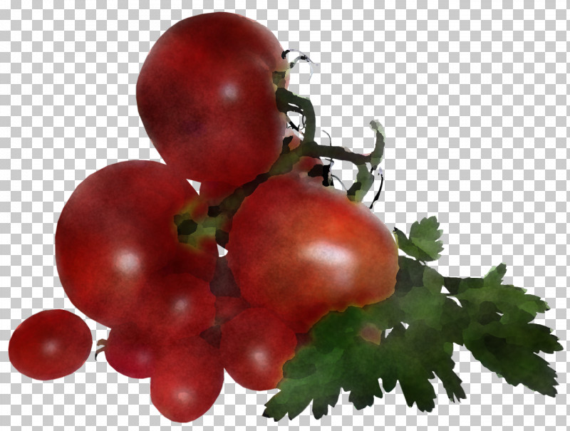 Tomato PNG, Clipart, Berry, Biology, Bush Tomato, Cranberry, Datterino Tomato Free PNG Download
