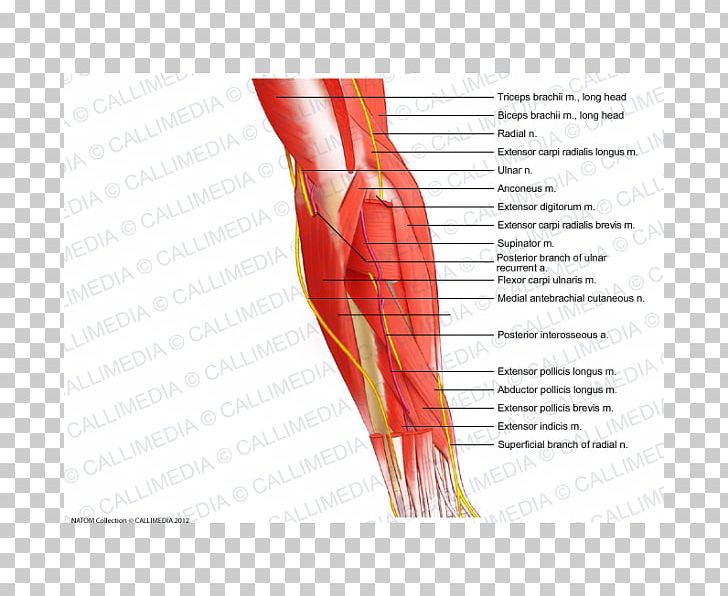 Finger Forearm Muscle Elbow PNG, Clipart, Abdomen, Anatomy, Arm, Blood Vessel, Brachial Artery Free PNG Download