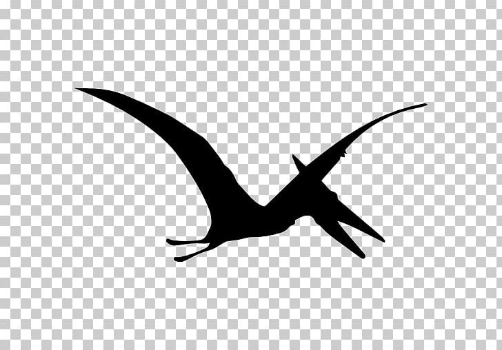 Pterodactyls Apatosaurus Pterosaurs Dinosaur PNG, Clipart, Apatosaurus, Beak, Bird, Black And White, Dinosaur Free PNG Download