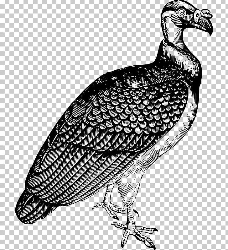 Turkey Vulture Beaky Buzzard Bird Drawing PNG, Clipart, Animals, Beak, Beaky Buzzard, Bird, Bird Of Prey Free PNG Download