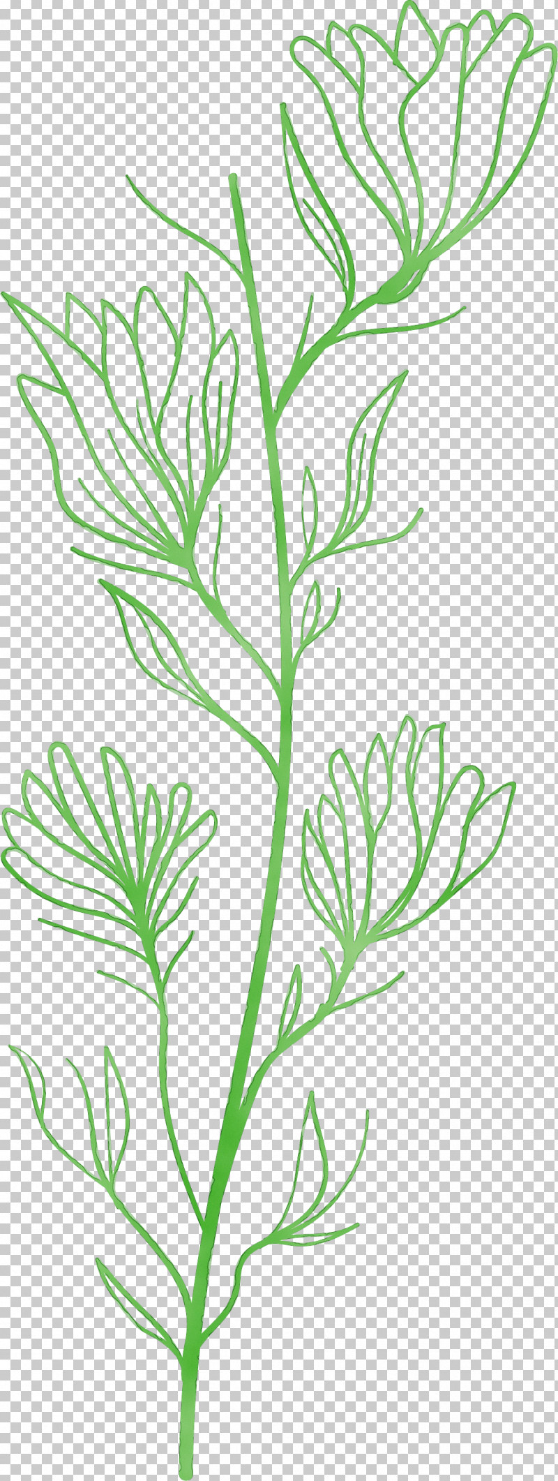 Plant Stem Twig Leaf Line Art Subshrub PNG, Clipart, Biology, Flower, Herb, Leaf, Line Free PNG Download