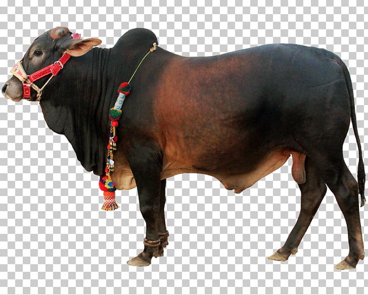 Cattle Ox Qurbani Livestock PNG, Clipart, Animals, Bull, Cattle, Cattle Like Mammal, Cow Free PNG Download