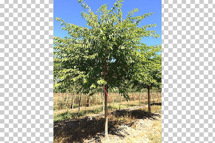 Oak Shade Tree Elm Shrub PNG, Clipart, Biome, Ecosystem, Elm, Evergreen, Grove Free PNG Download