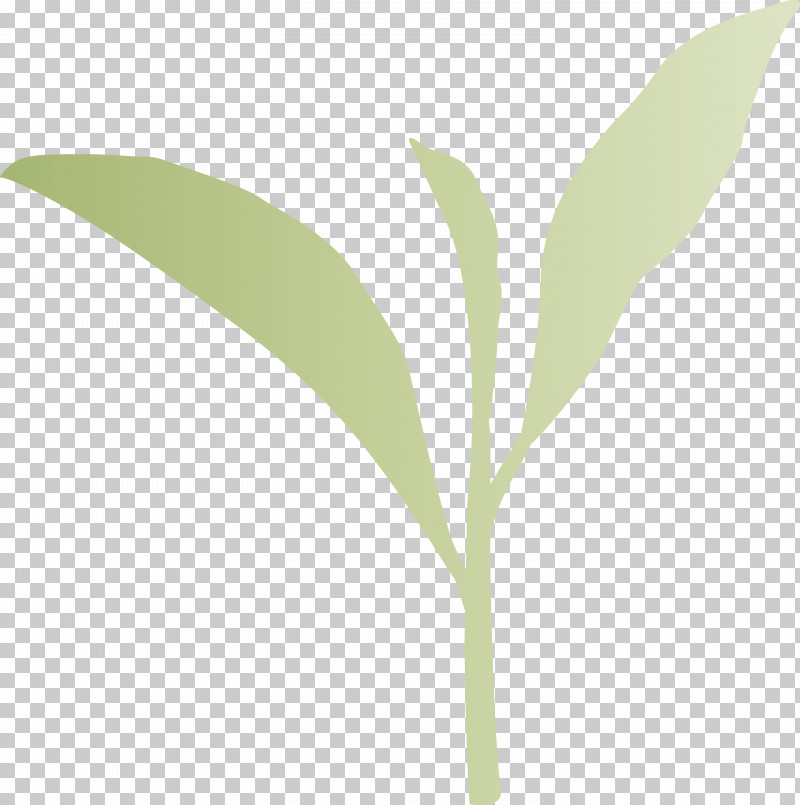Tea Leaves Leaf Spring PNG, Clipart, Eucalyptus, Flower, Leaf, Lily Of The Valley, Plant Free PNG Download