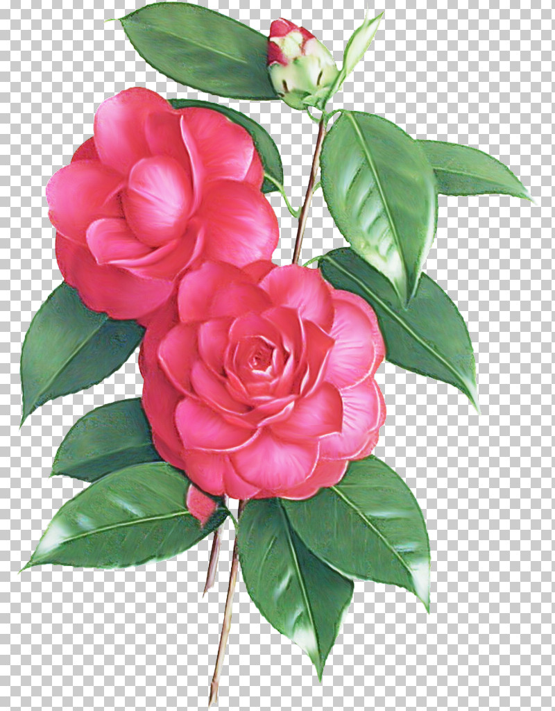 Garden Roses PNG, Clipart, Camellia, Camellia Sasanqua, Chinese Peony, Common Peony, Cut Flowers Free PNG Download