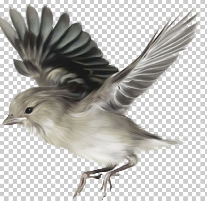 Bird On The Origin Of Species Common Chaffinch PNG, Clipart, Animals, Beak, Bird, Birdcage, Black And White Free PNG Download