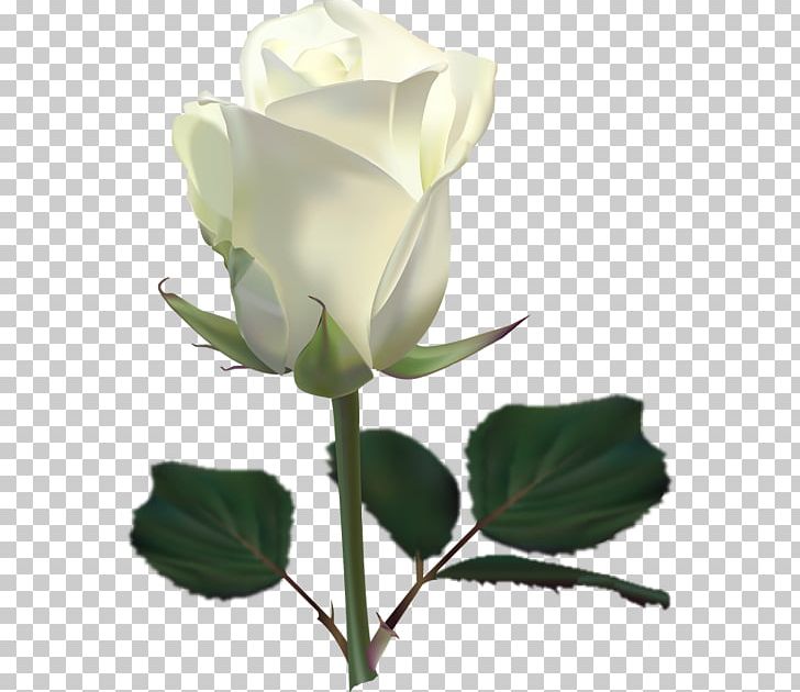 Rose White Flower PNG, Clipart, Background White, Black White, Blue, Bud, Color Free PNG Download