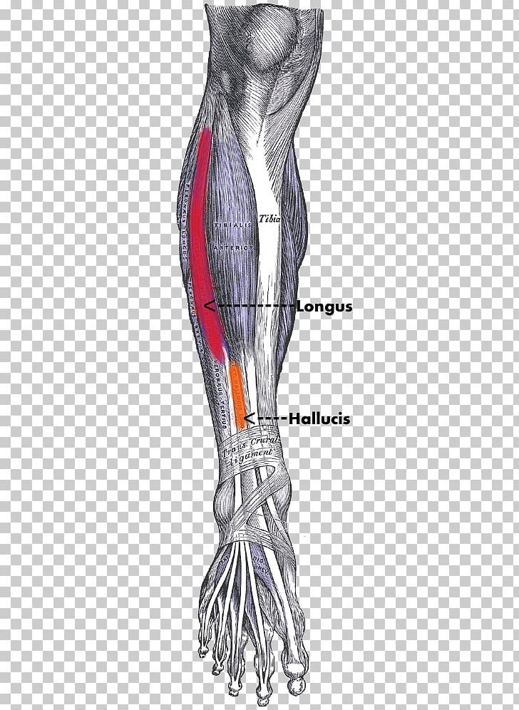 Tibialis Anterior Muscle Tibialis Posterior Muscle Human Body Anatomy PNG, Clipart, Abdomen, Anatomy, Ankle, Anterior, Arm Free PNG Download