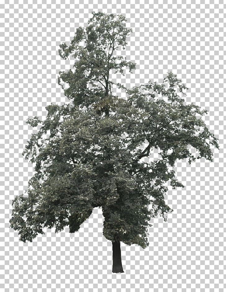 Branch Tree Lindens Oak PNG, Clipart, Alpha Channel, Big Tree, Branch, Download, Forest Free PNG Download