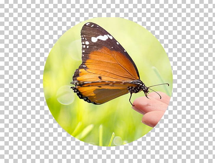 Sustainability Natural Environment Business Dietary Supplement Sustainable Development PNG, Clipart, Brush Footed Butterfly, Business, Butterfly, Dietary Supplement, Durability Free PNG Download