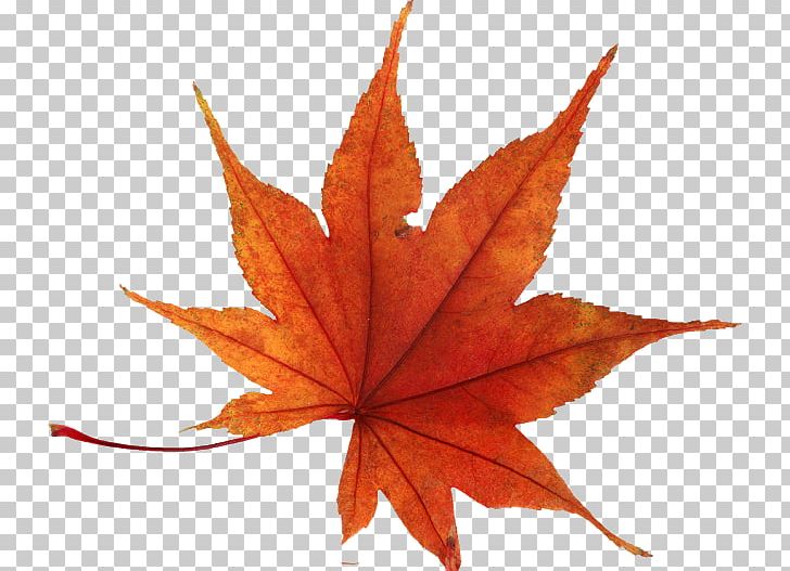 Autumn Leaf Color PNG, Clipart, Autumn, Autumn Leaf Color, Desktop Wallpaper, Download, Drawing Free PNG Download