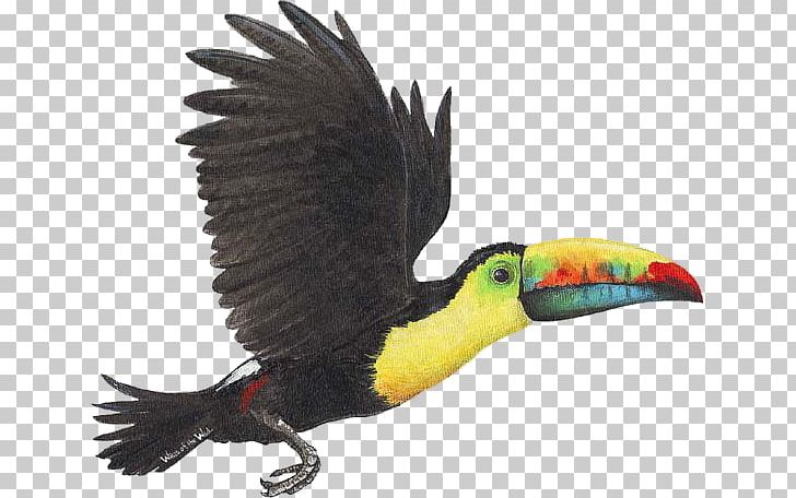 Bird Toco Toucan Wall Decal Sticker PNG, Clipart, Animal, Beak, Bird, Decal, Decoratie Free PNG Download