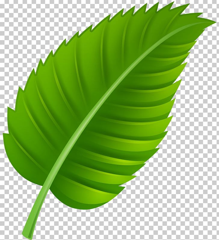 Autumn Leaf Color Tree PNG, Clipart, Autumn Leaf Color, Banana Leaf, Color, Computer Graphics, Computer Icons Free PNG Download
