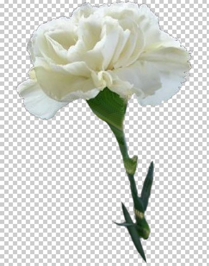 Garden Roses Centifolia Roses Floribunda Cut Flowers Carnation PNG, Clipart, Carnation, Centifolia Roses, Cut Flowers, Floribunda, Flower Free PNG Download